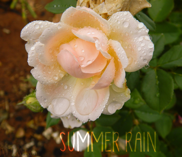 Summer Rain
