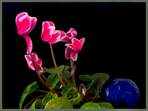 Cyclamen