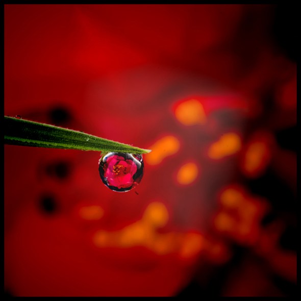 Kaylene MaalstePrint