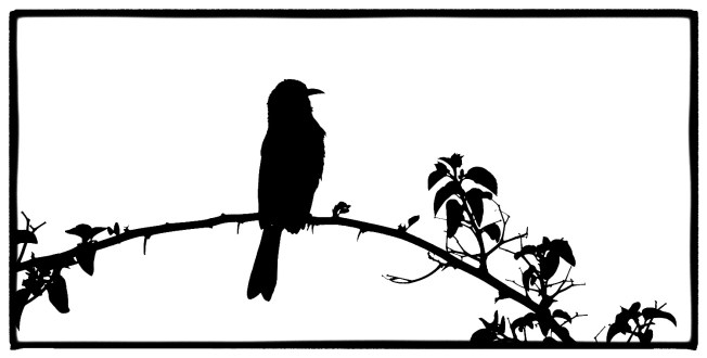 New Holland Honey Eater